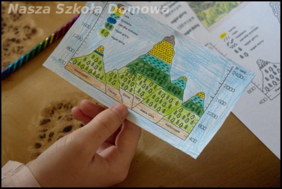 piętra roślinności w górach 
